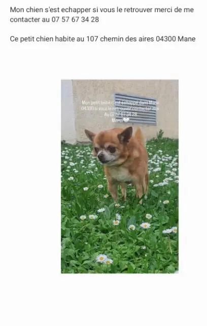 chien lost   04300 Mane Gucci