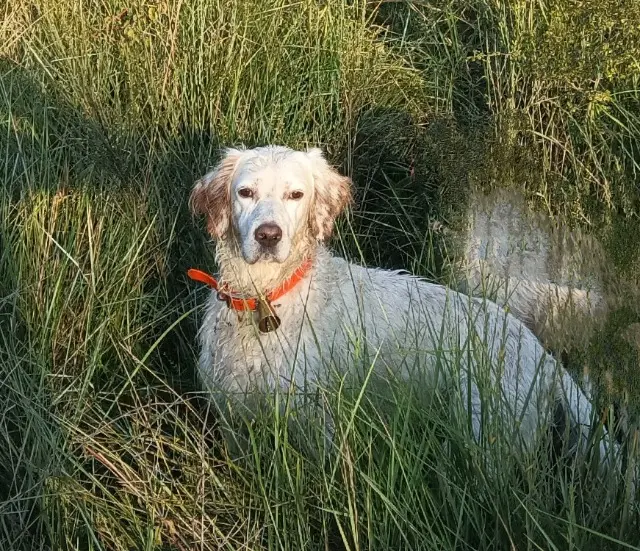 chien lost   04100 Manosque Jump