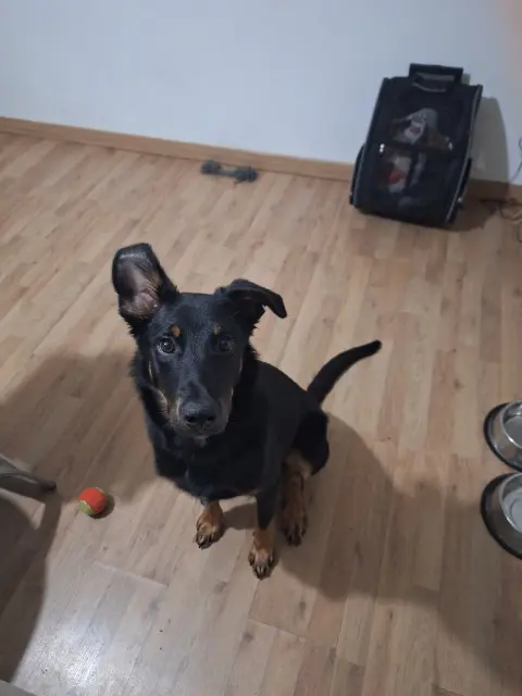 chien lost   04000 Digne-les-Bains LOUKY
