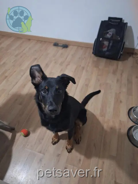 perro perdido 04000 Digne-les-Bains LOUKY perro lost 04000 Digne-les-Bains LOUKY