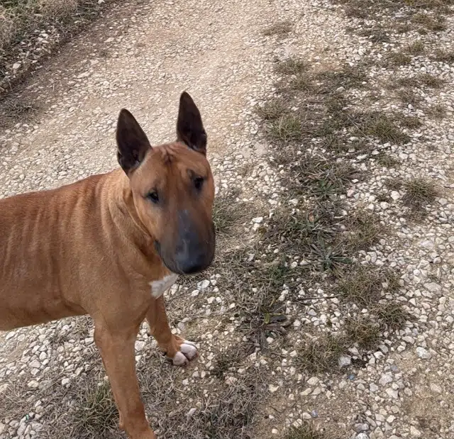 chien lost   04860 Pierrevert Mako