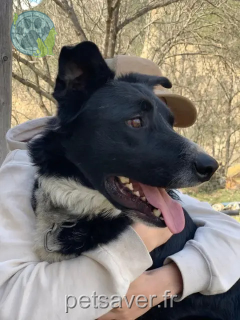 hond vermist 04850 Jausiers Mati hond lost 04850 Jausiers Mati