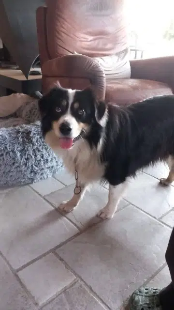 chien lost   04300 Dauphin Rohan