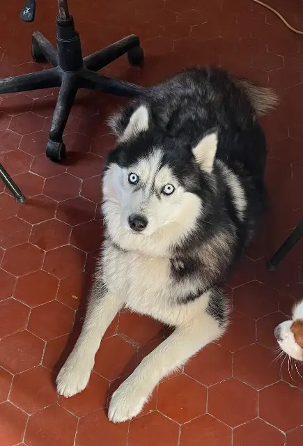 chien lost   04600 Montfort Sirius