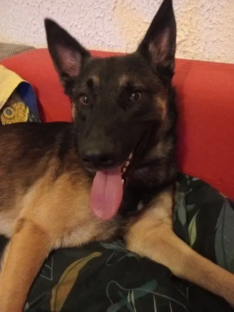 chien lost    La Javie Urok