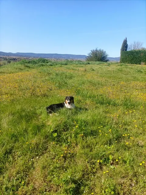 chien lost   04100 Manosque Vaillant