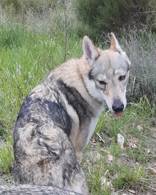 chien lost   04250 Bayons Vermax