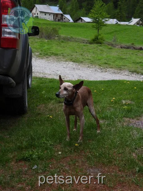 dog lost 05100 Villar-Saint-Pancrace Epi dog lost 05100 Villar-Saint-Pancrace Epi