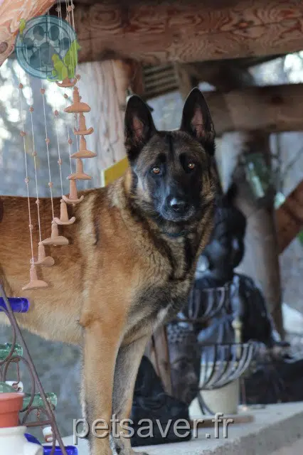 chien lost 05300 Garde-Colombe Taiko
