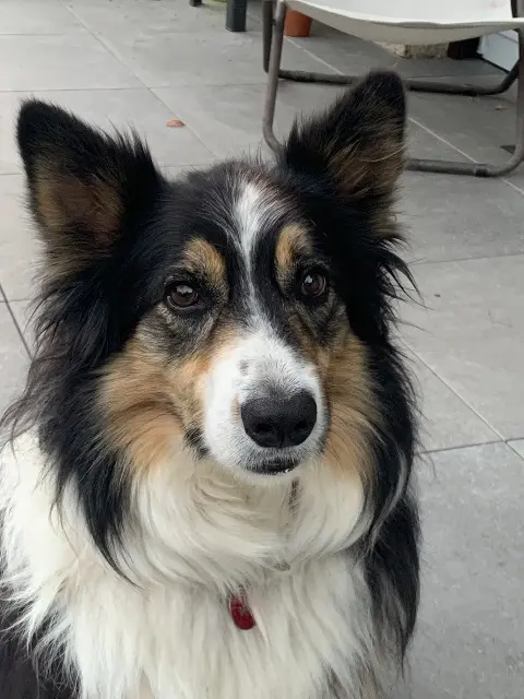 chien lost   05400 Veynes Indy