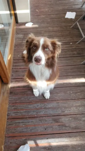 chien lost   05240 La Salle-les-Alpes Ryder