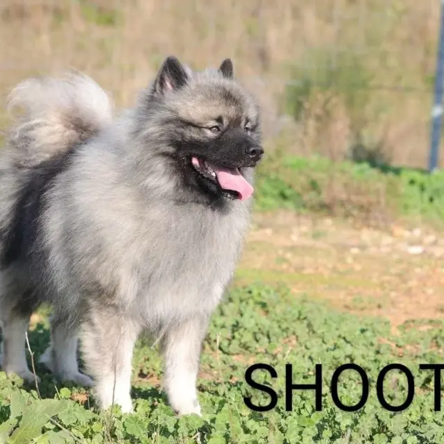 chien lost   05110 Vitrolles Shooter