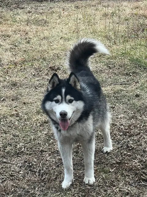 chien lost   05140 La Faurie Sky