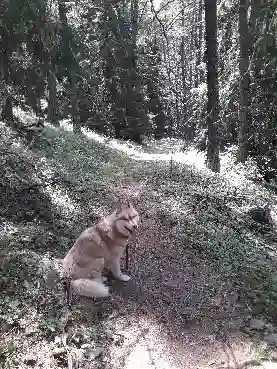 Chien Perdu 05 Hautes-Alpes - Taz