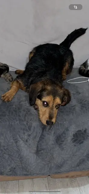 cane lost   05130 Tallard teyzen