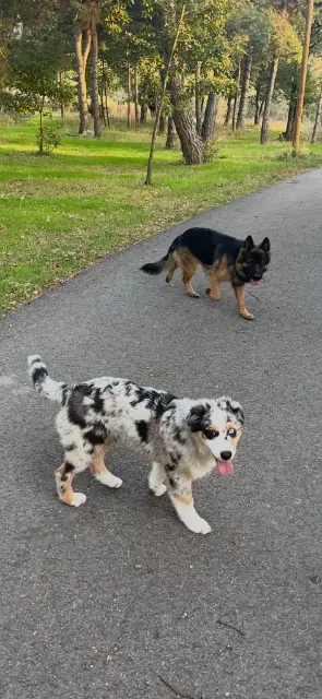 chien lost   05230 Montgardin Vickettaia