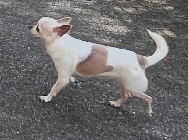 chien lost    Cannes Andre