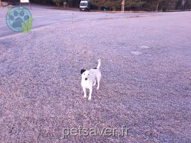 perro lost   06110 Le Cannet Bandit