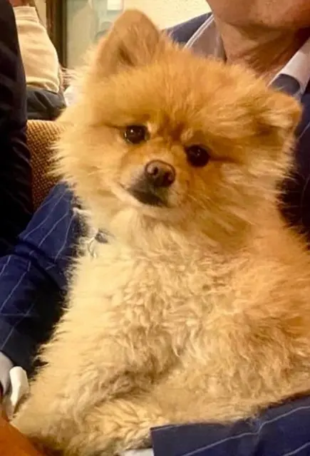 chien lost    Cannes Blue