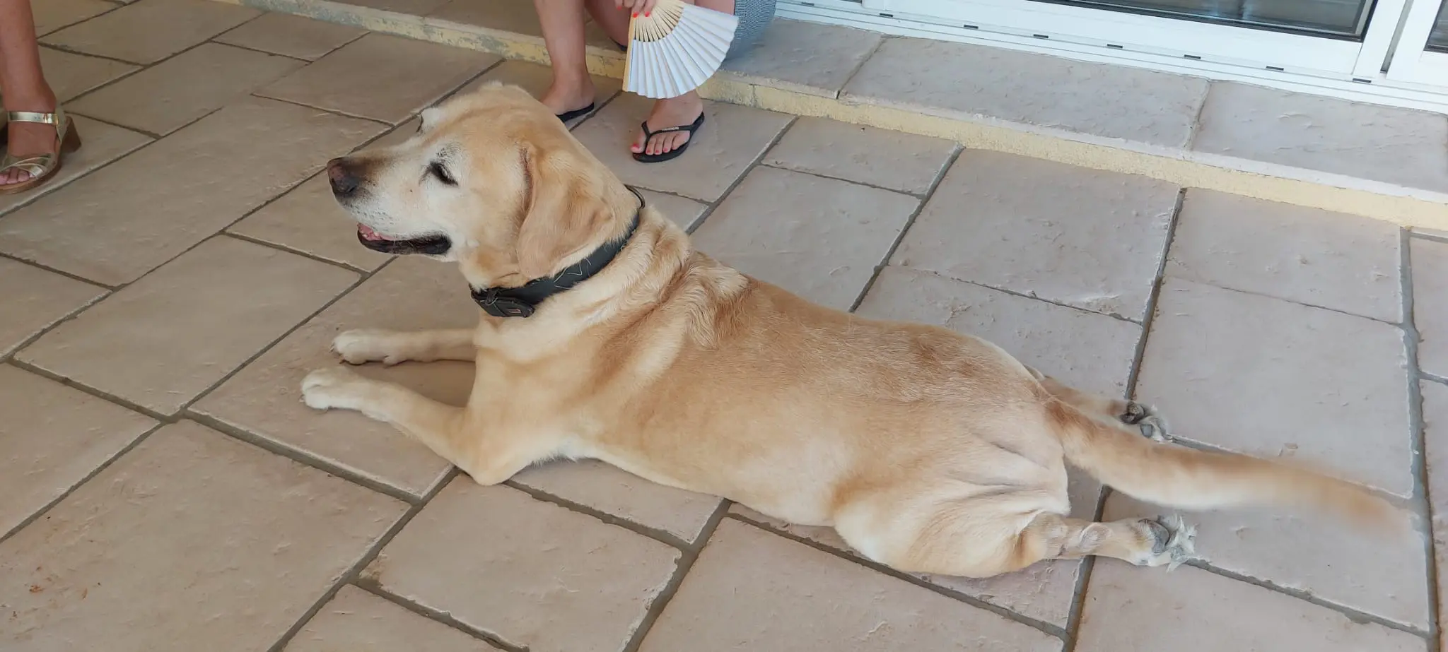Chien Perdu 06 Alpes-Maritimes - Didou-hobbit Chien Perdu 06 Alpes-Maritimes - Didou-hobbit