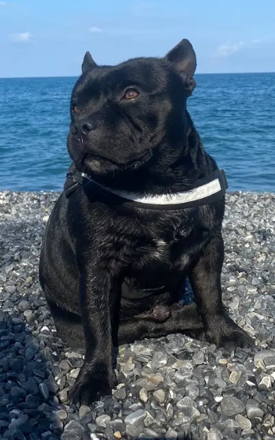 chien lost   06730 Saint-André-de-la-Roche Gotham