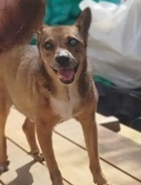 cão perdido 06450 Utelle Gypsy cão lost 06450 Utelle Gypsy
