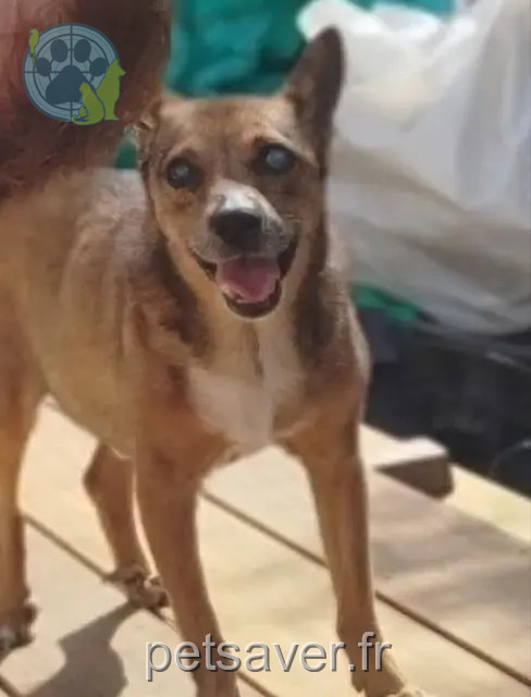 perro perdido 06450 Utelle Gypsy perro lost 06450 Utelle Gypsy