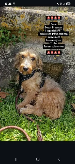 chien lost   06480 La Colle-sur-Loup Harry