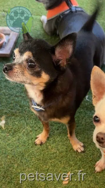 chien lost   06140 Tourrettes-sur-Loup Lenny