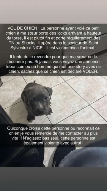 chien lost    Nice Daymond