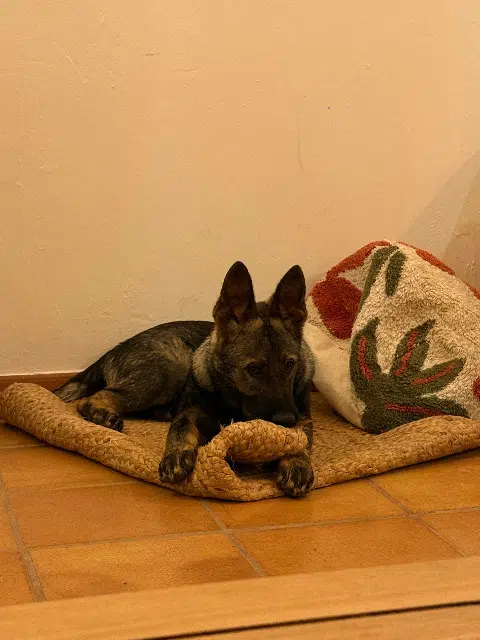 chien lost    Nice Hades