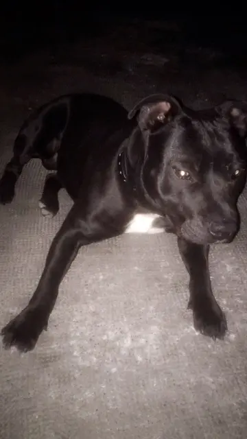 chien lost    Nice Kamel