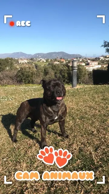 chien lost    Nice Narco