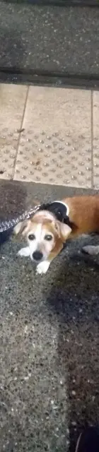 chien lost    Nice Pablo