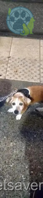 Hund vermisst Nice Pablo Hund lost Nice Pablo