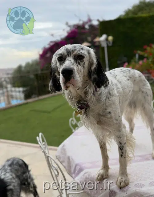 chien lost    Nice Veron