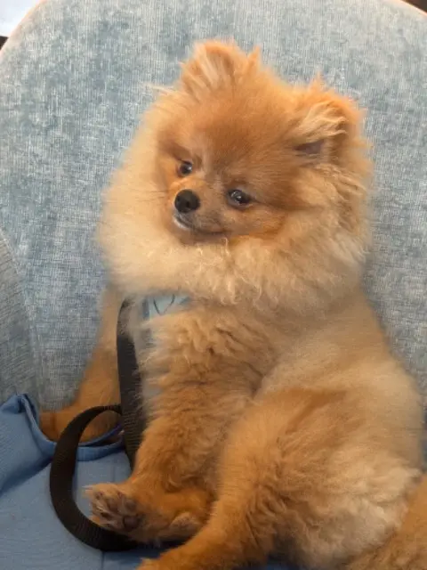 chien lost    Nice Vix