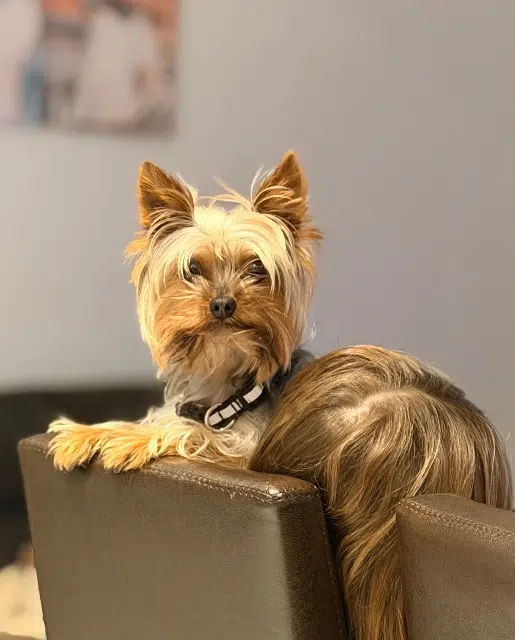 chien lost    Nisa Fill