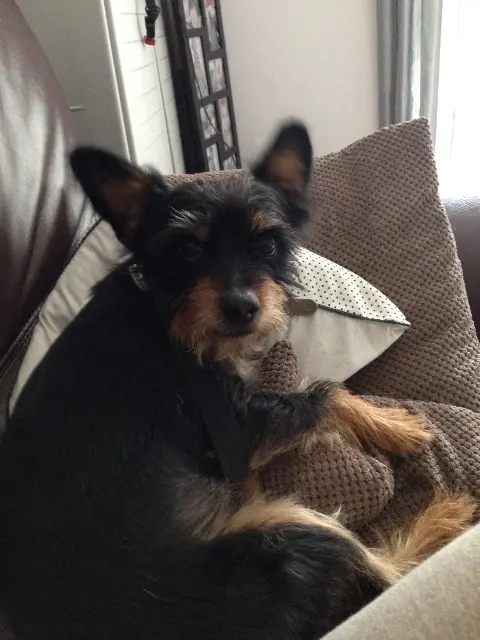 chien lost   06550 La Roquette-sur-Siagne Nounours