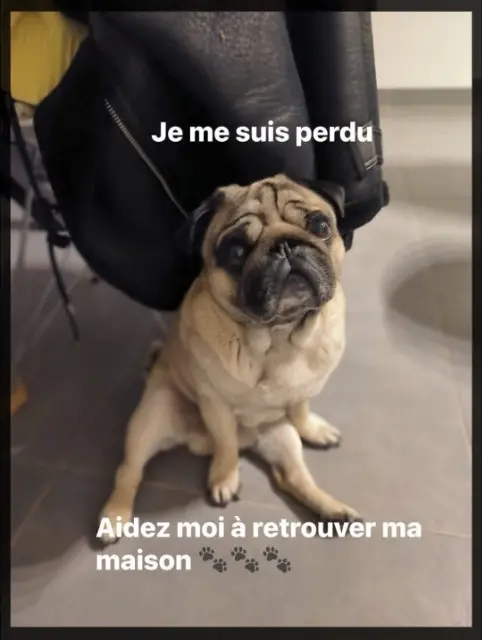 chien lost    Antibes Obelix