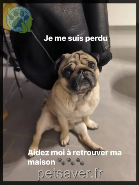 perro perdido Antibes Obelix perro lost Antibes Obelix