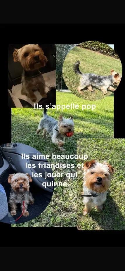 Chien Perdu 06 Alpes-Maritimes - Pop Chien Perdu 06 Alpes-Maritimes - Pop
