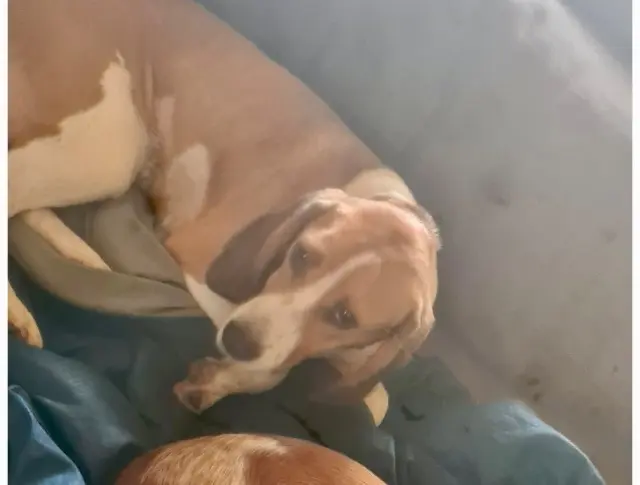 chien lost   06140 Tourrettes-sur-Loup Rocky