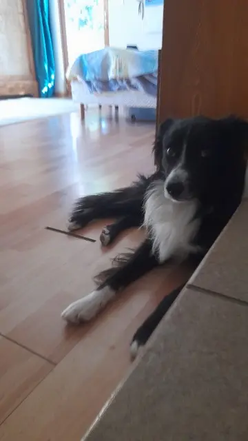 chien lost   06510 Gattières Saiko