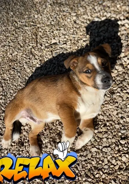 chien lost   06250 Mougins Schweppes