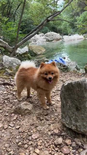 Hund vermisst 06620 Le Bar-sur-Loup Sim Hund lost 06620 Le Bar-sur-Loup Sim