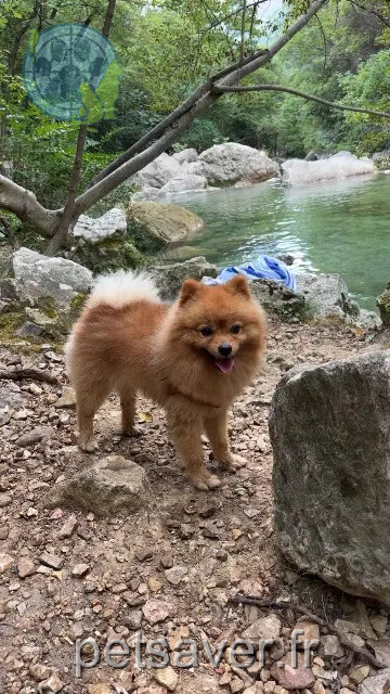 chien perdu 06620 Le Bar-sur-Loup Sim chien lost 06620 Le Bar-sur-Loup Sim