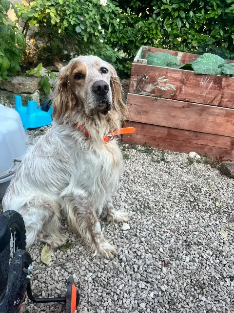 chien lost   06460 Caussols Simba