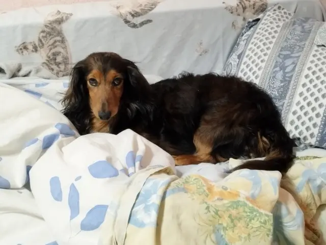 chien lost   06830 Gilette SPARROW