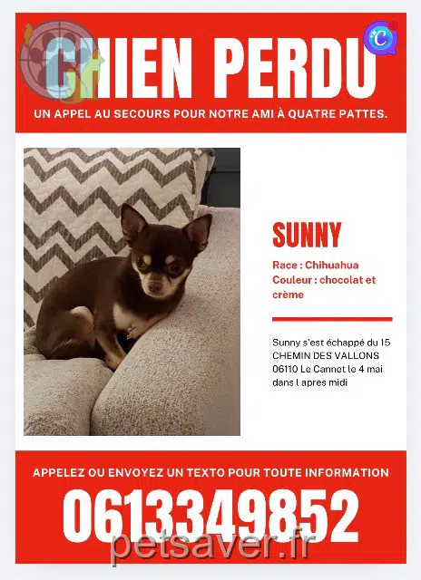 chien lost   06110 Le Cannet Sunny